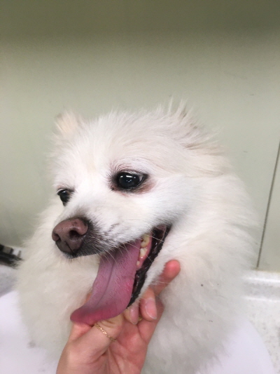포메라니안 이미지 파일 입니다.