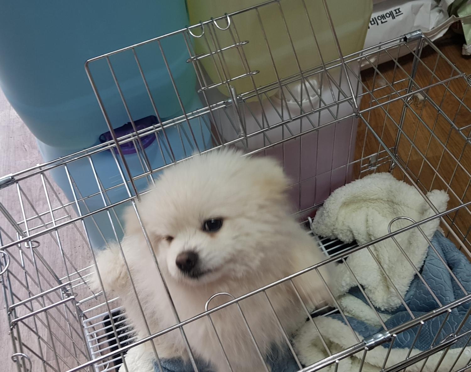 믹스견 이미지 파일 입니다.