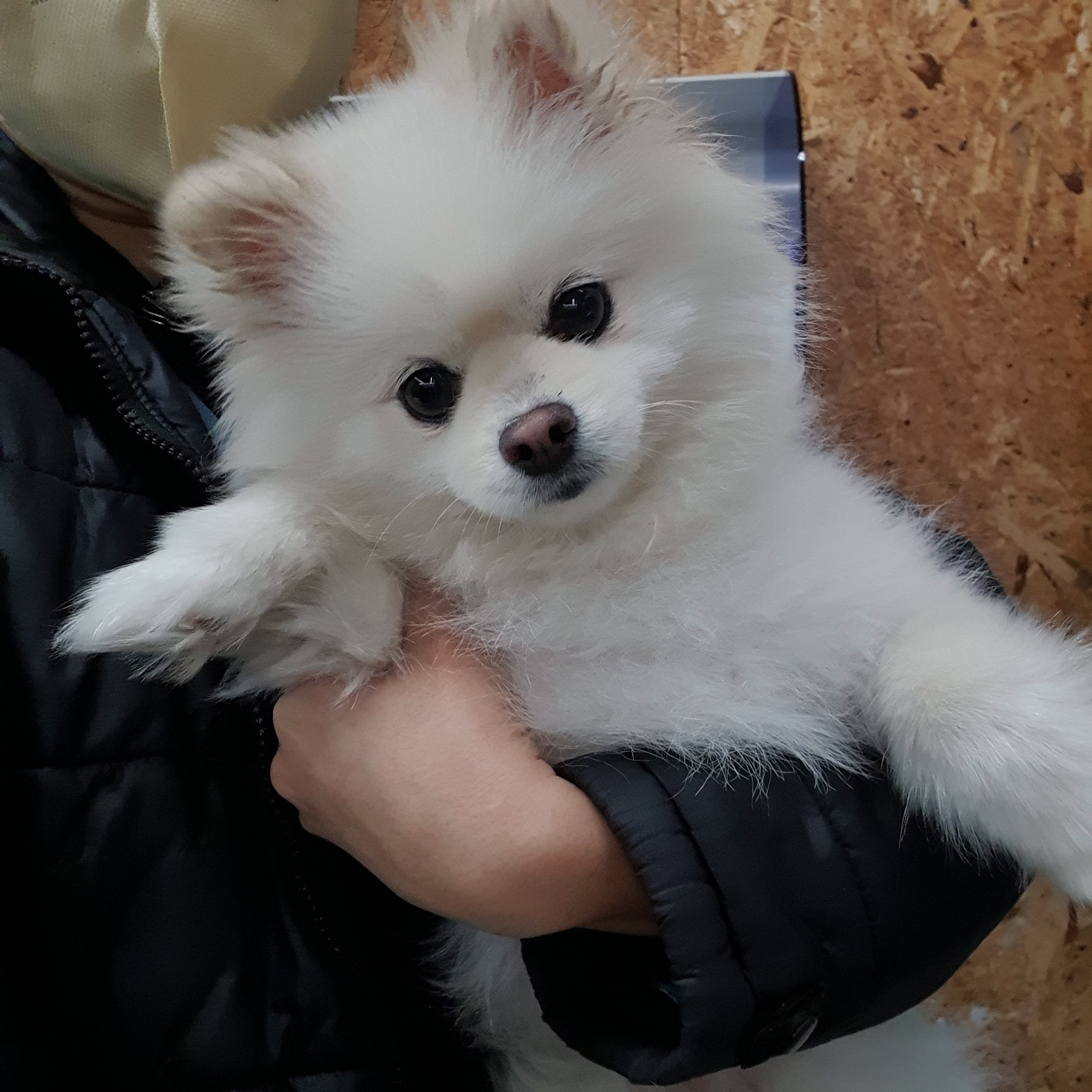 포메라니안 이미지 파일 입니다.
