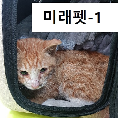 한국 고양이 이미지 파일 입니다.