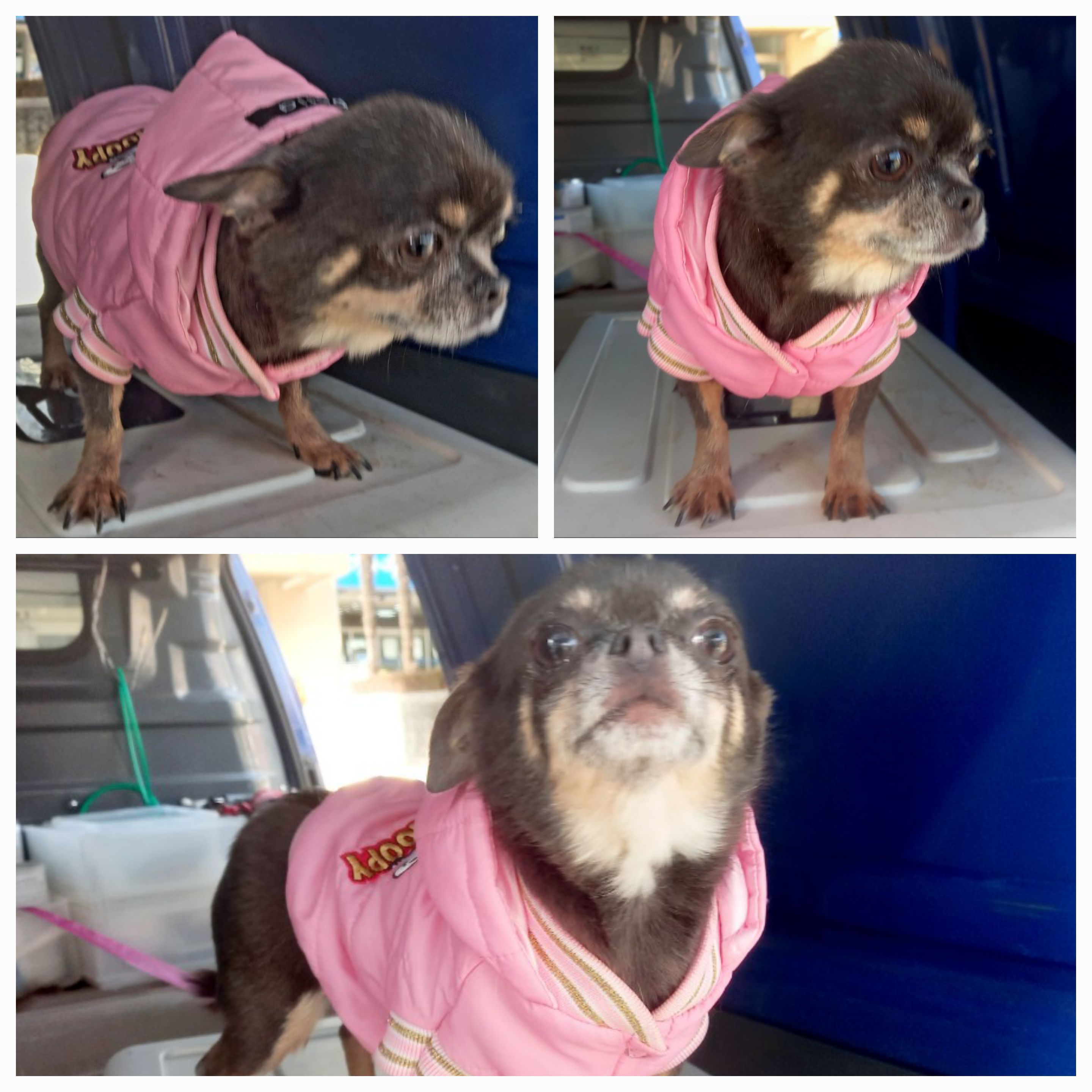 치와와 이미지 파일 입니다.