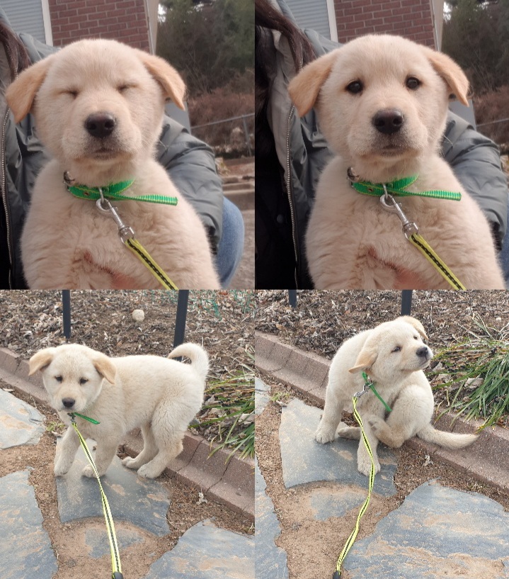 진도견 이미지 파일 입니다.