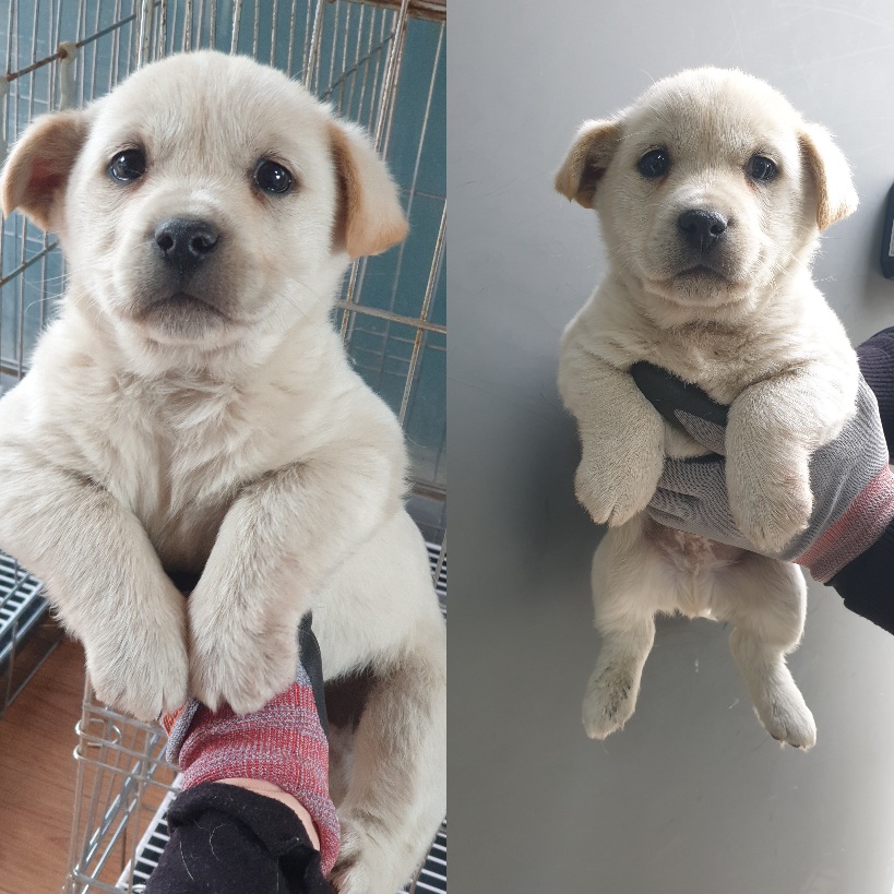 진도견 이미지 파일 입니다.