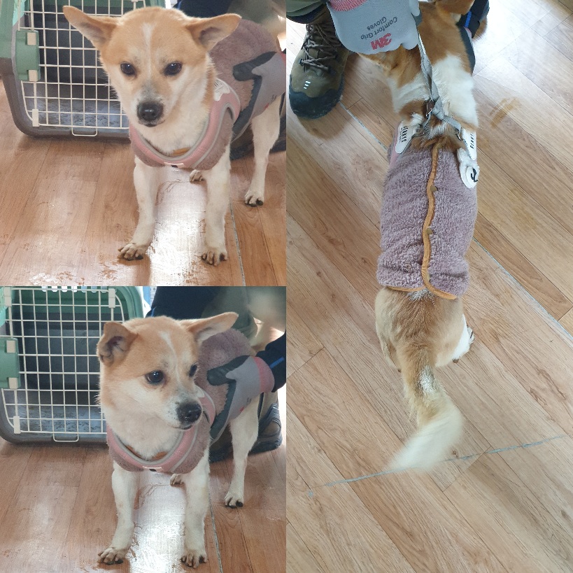 믹스견 이미지 파일 입니다.