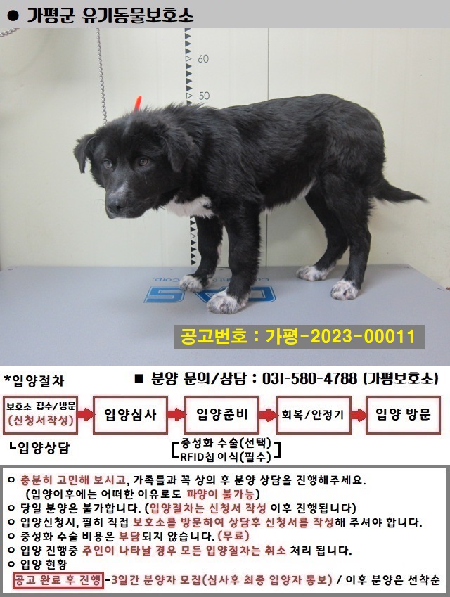 믹스견 이미지 파일 입니다.