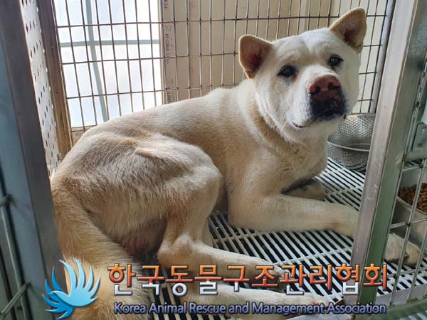 믹스견 이미지 파일 입니다.