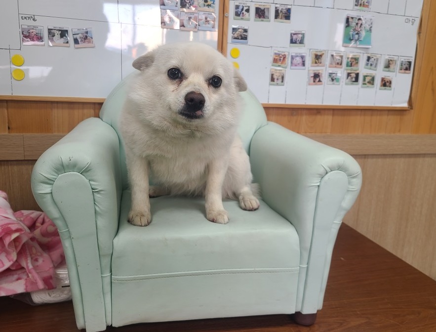 믹스견 이미지 파일 입니다.