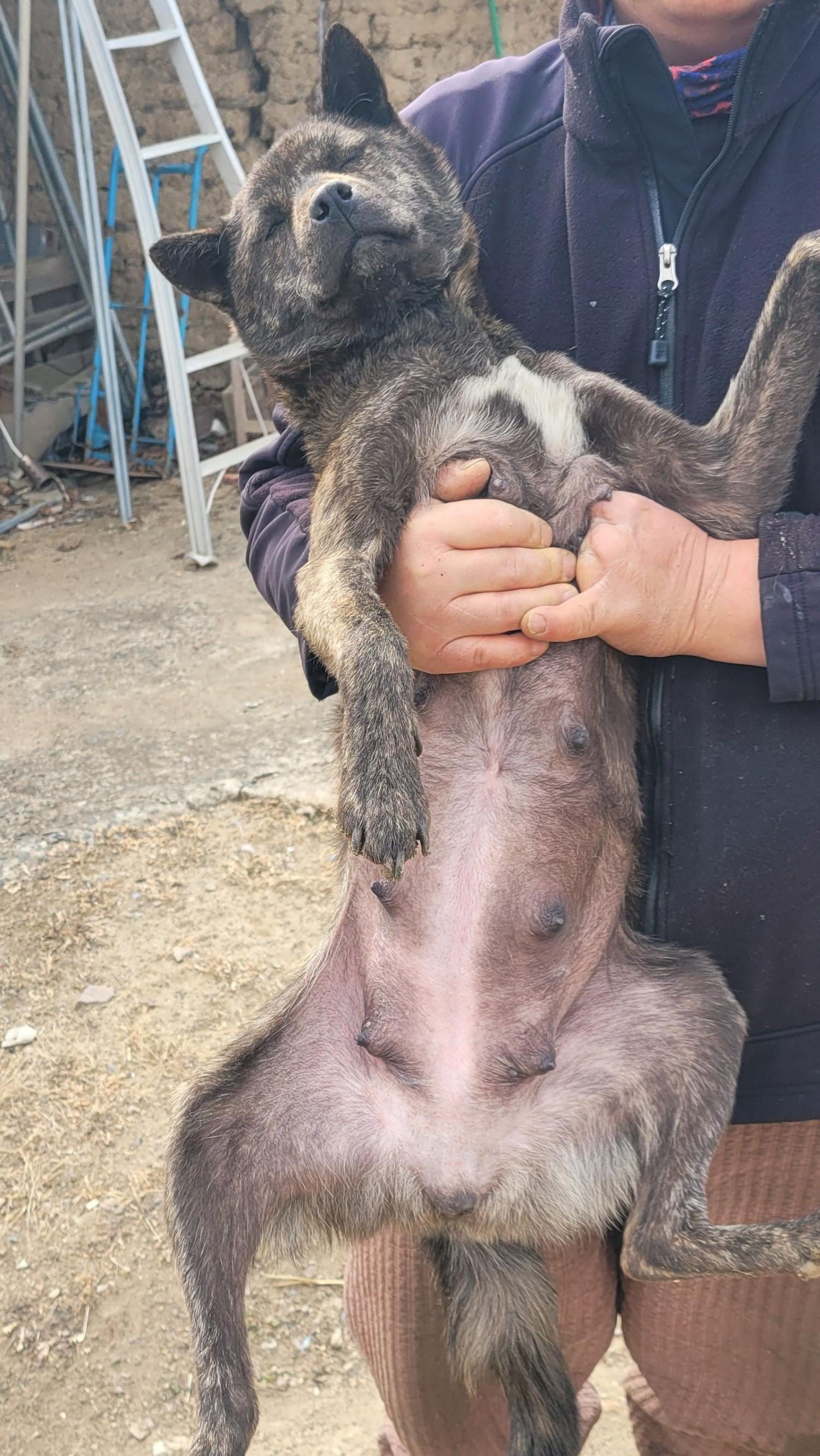 믹스견 이미지 파일 입니다.
