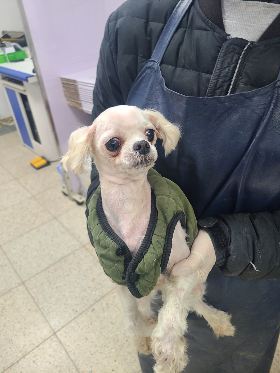 말티즈 이미지 파일 입니다.