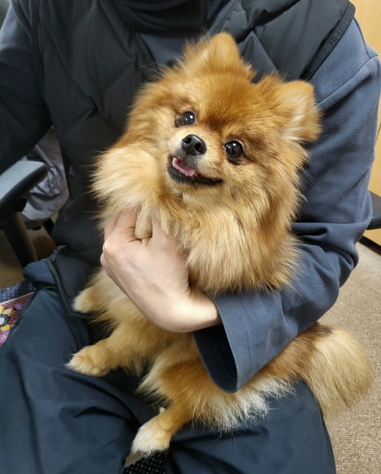 포메라니안 이미지 파일 입니다.