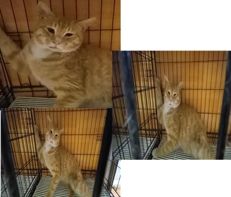 한국 고양이 이미지 파일 입니다.