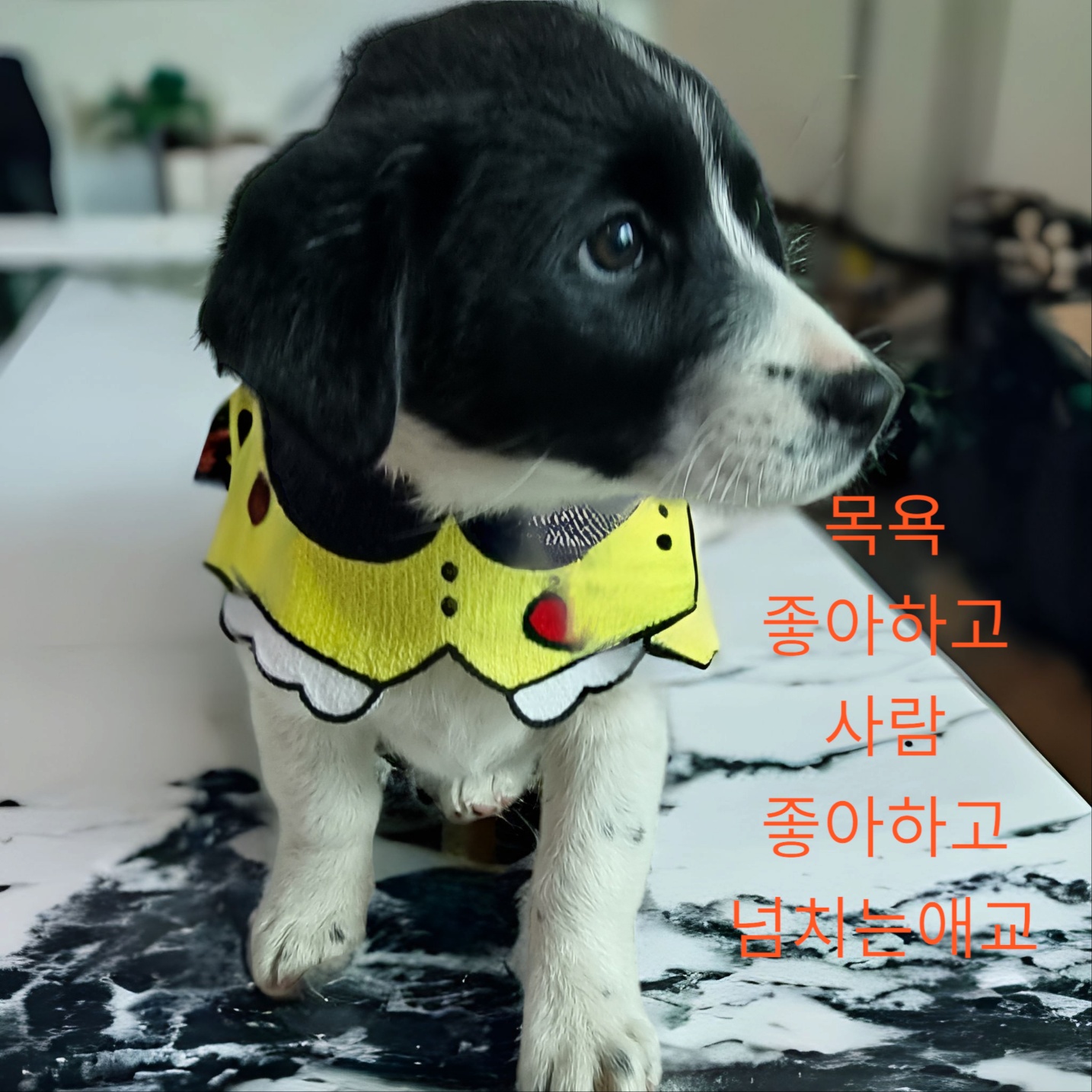 보더콜리믹스견인듯 이미지 파일 입니다.