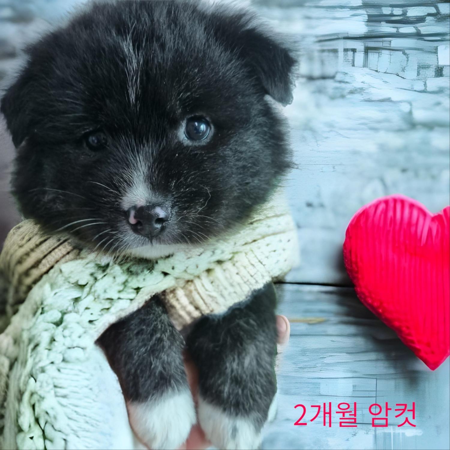 스피츠 이미지 파일 입니다.