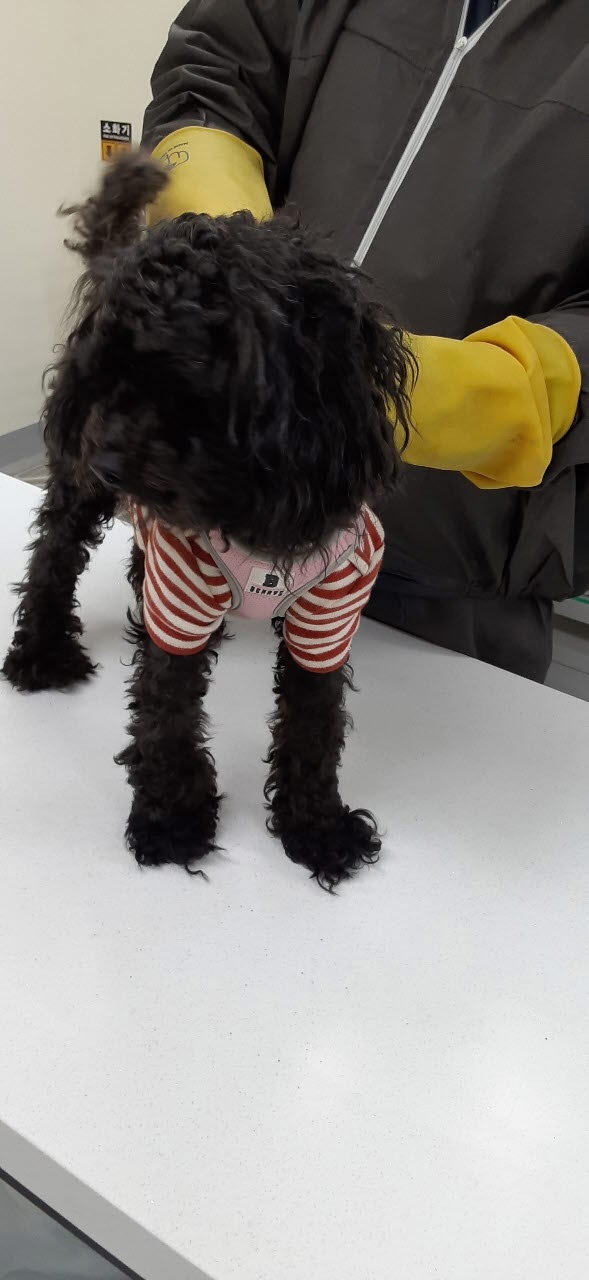푸들 이미지 파일 입니다.