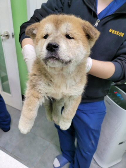 믹스견 이미지 파일 입니다.