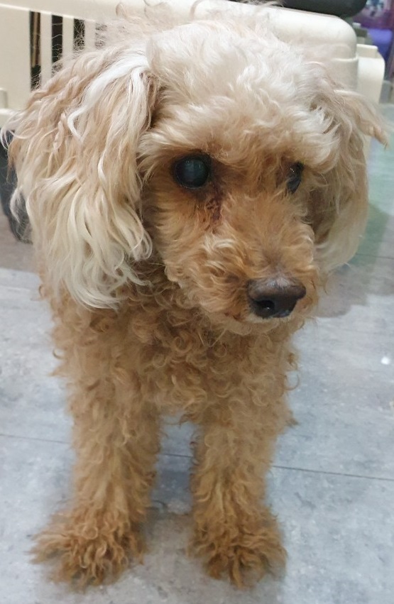 푸들 이미지 파일 입니다.
