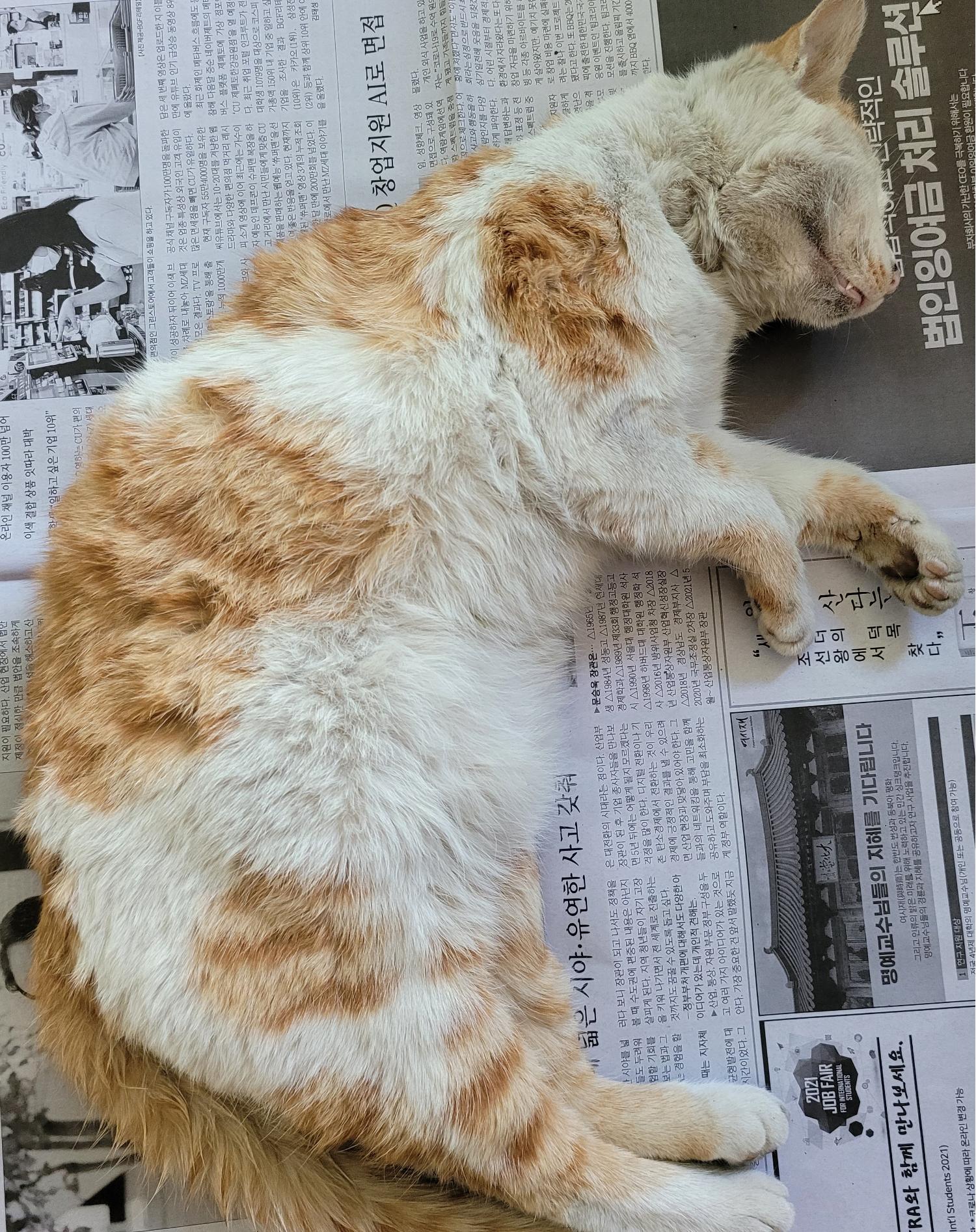 한국 고양이 이미지 파일 입니다.