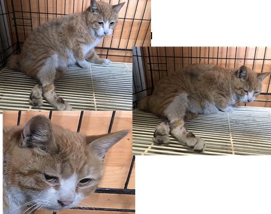 한국 고양이 이미지 파일 입니다.