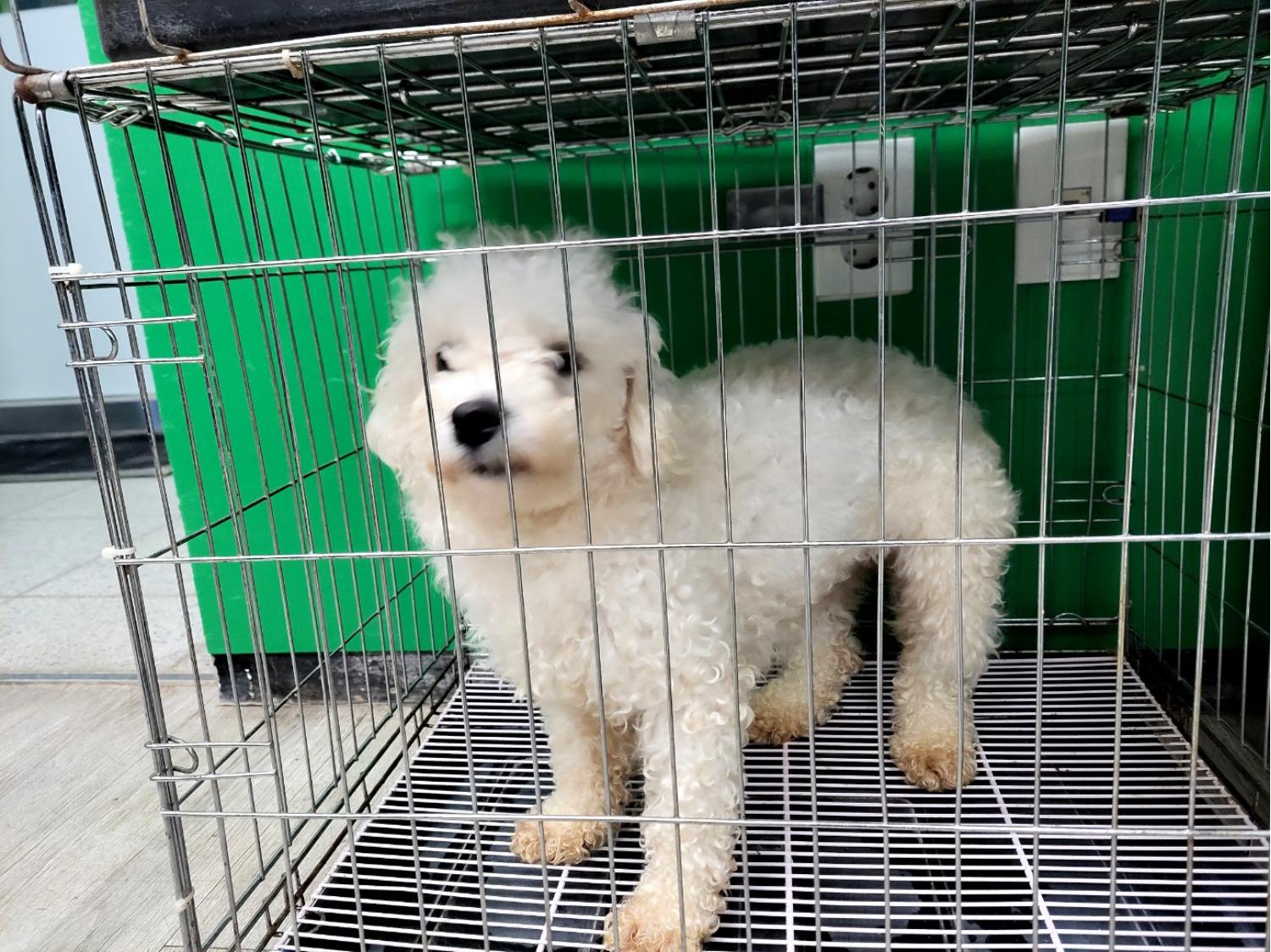 비숑 프리제 이미지 파일 입니다.