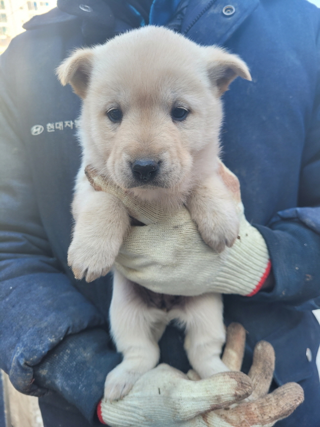 믹스견 이미지 파일 입니다.