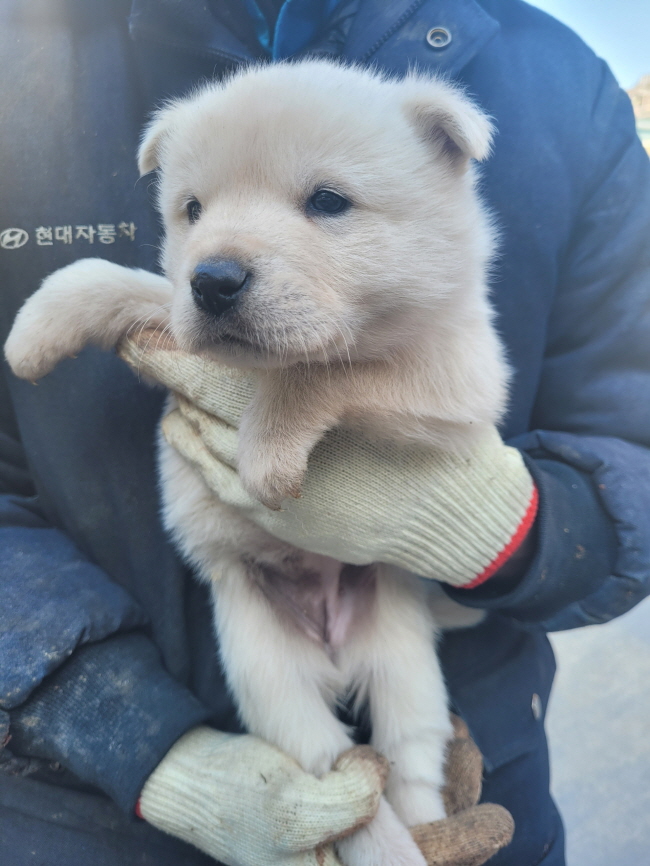 믹스견 이미지 파일 입니다.
