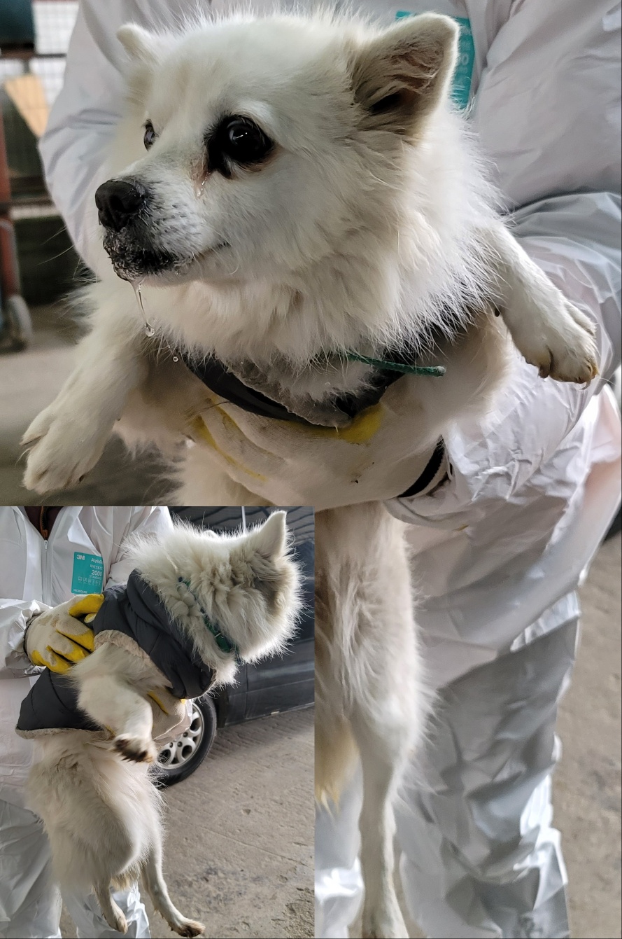 믹스견 이미지 파일 입니다.