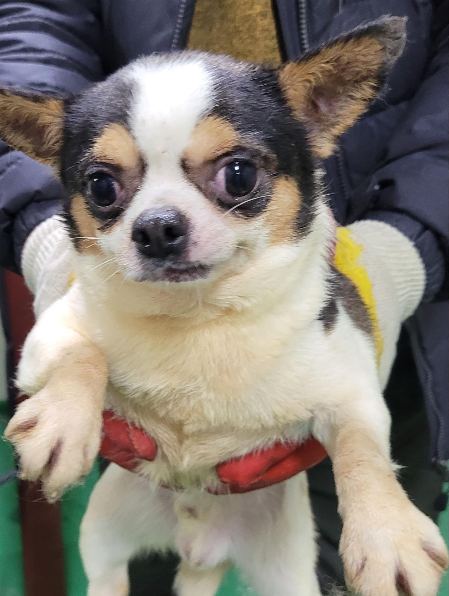 치와와 이미지 파일 입니다.