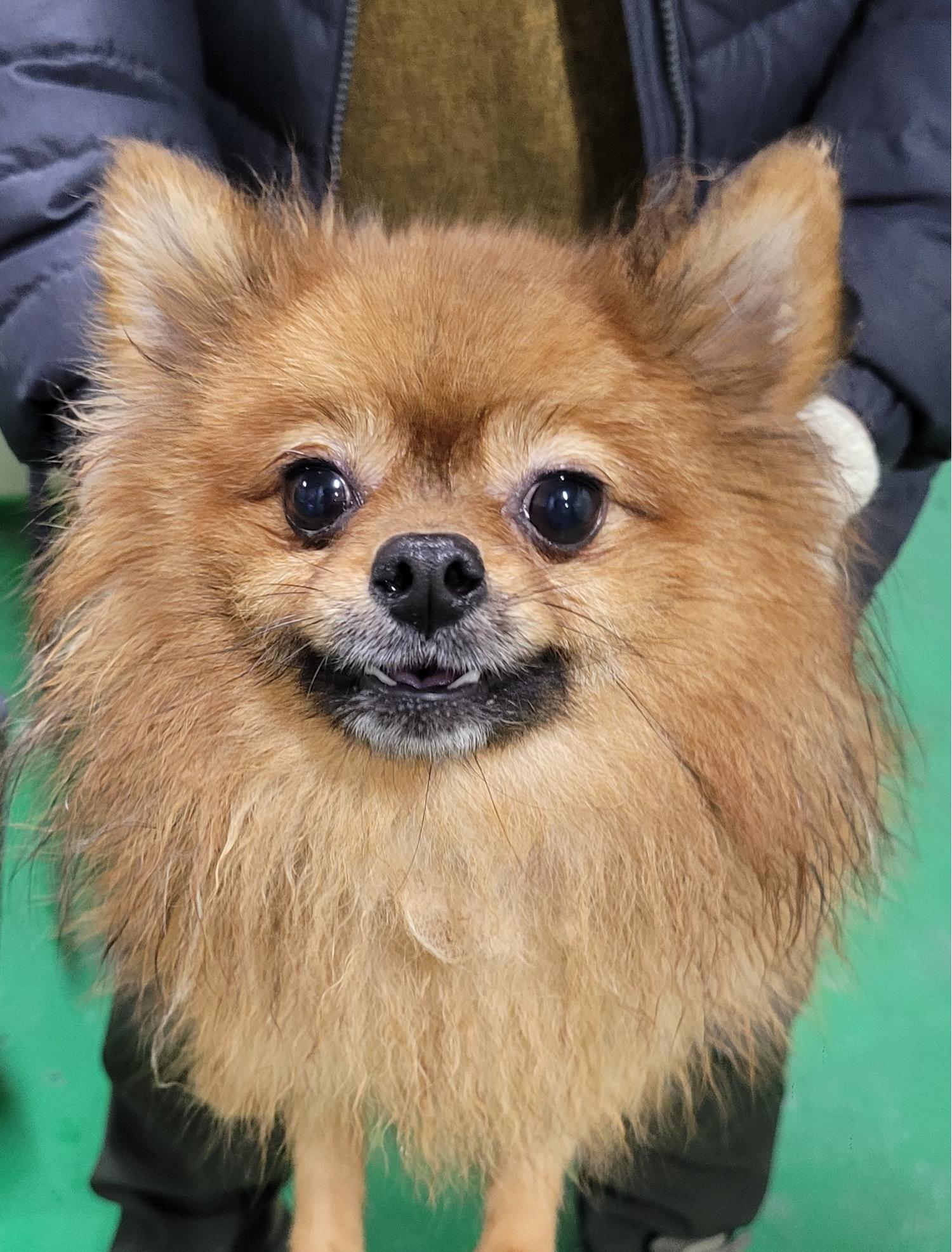 포메라니안 이미지 파일 입니다.