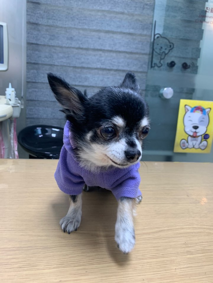 치와와 이미지 파일 입니다.