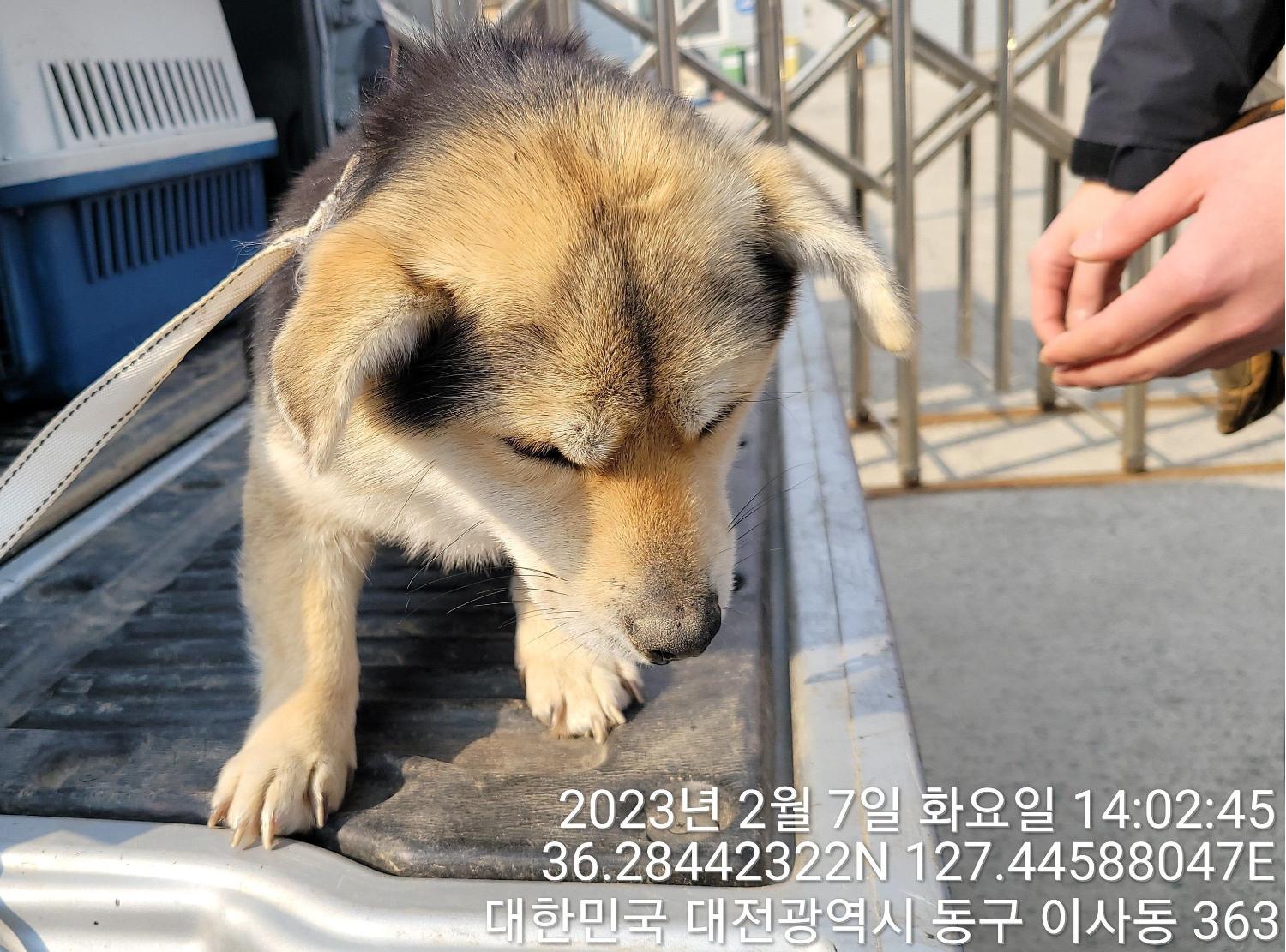 믹스견 이미지 파일 입니다.