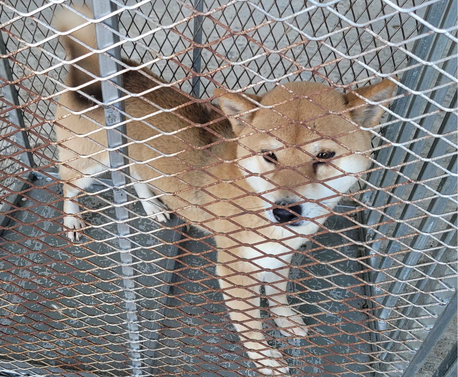 믹스견 이미지 파일 입니다.