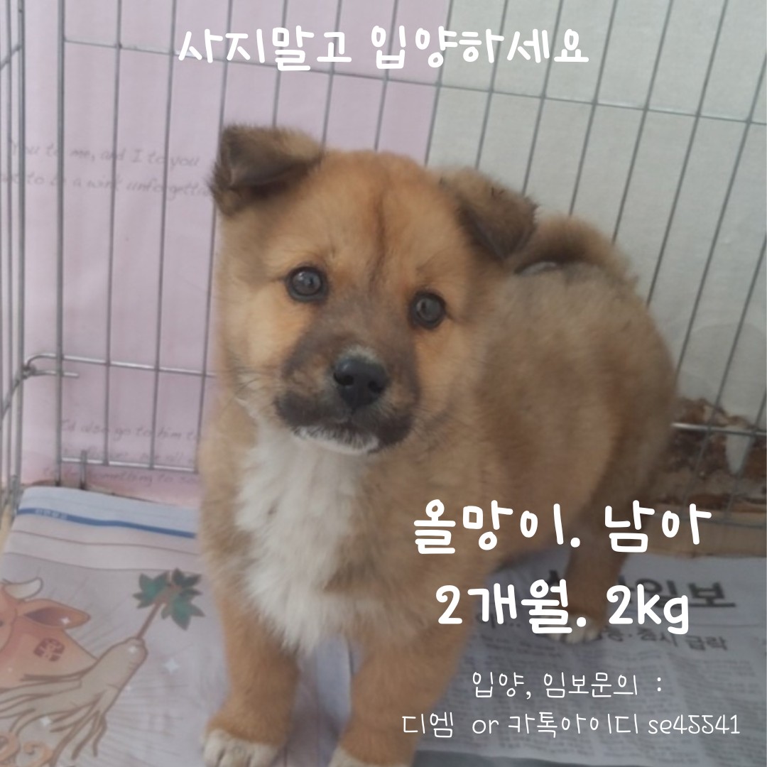 믹스견 이미지 파일 입니다.