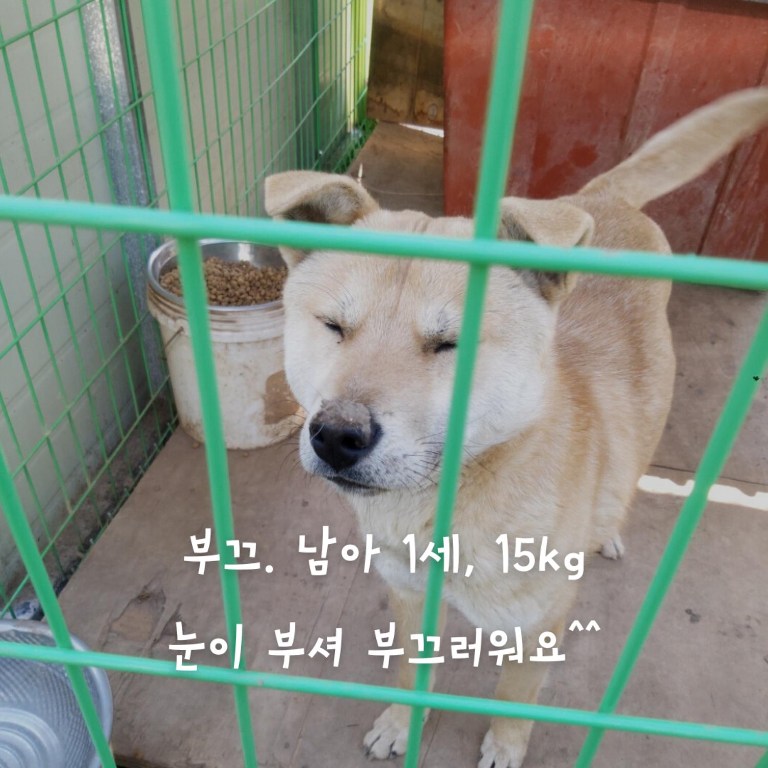 믹스견 이미지 파일 입니다.