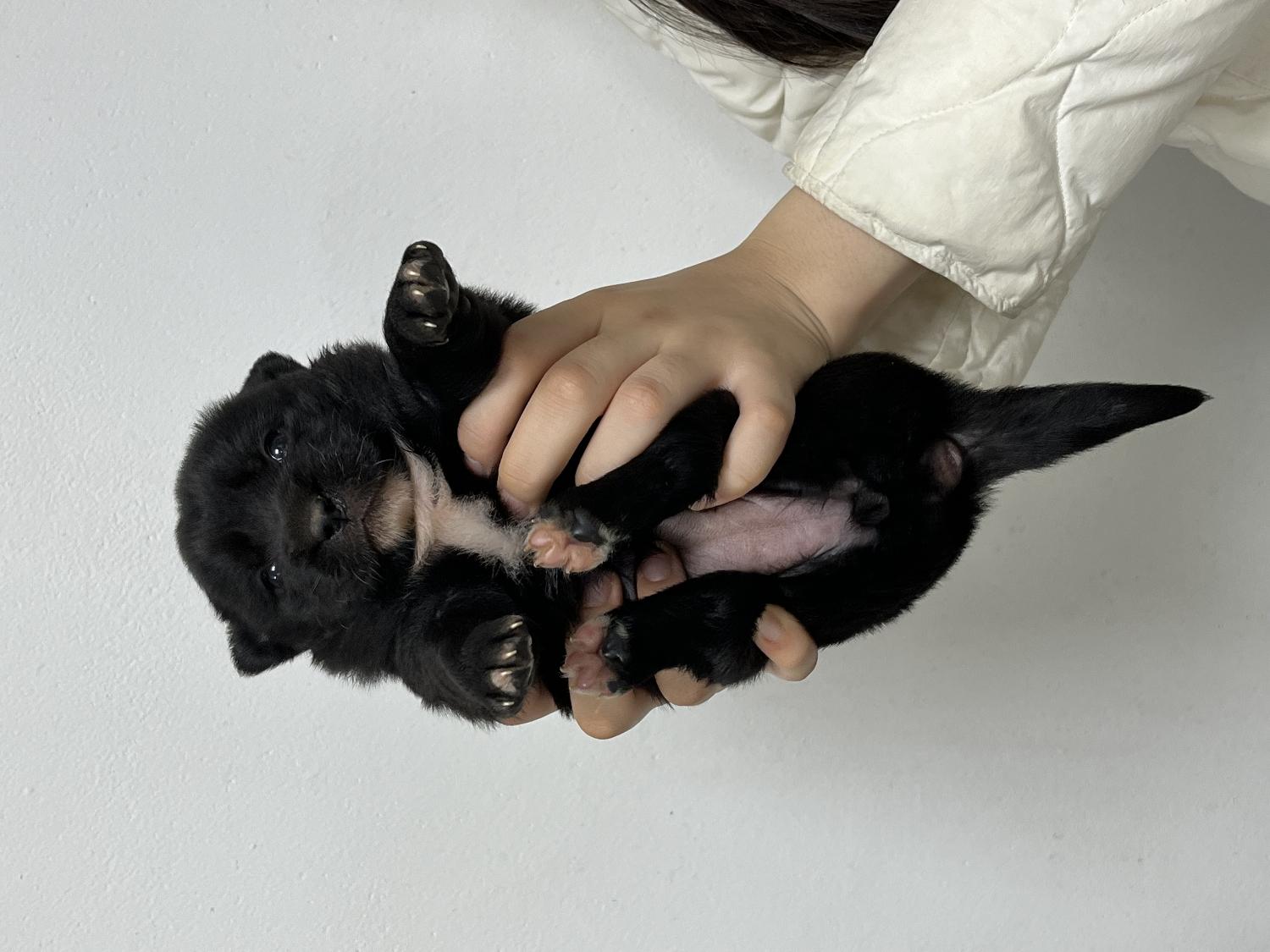 믹스견 이미지 파일 입니다.