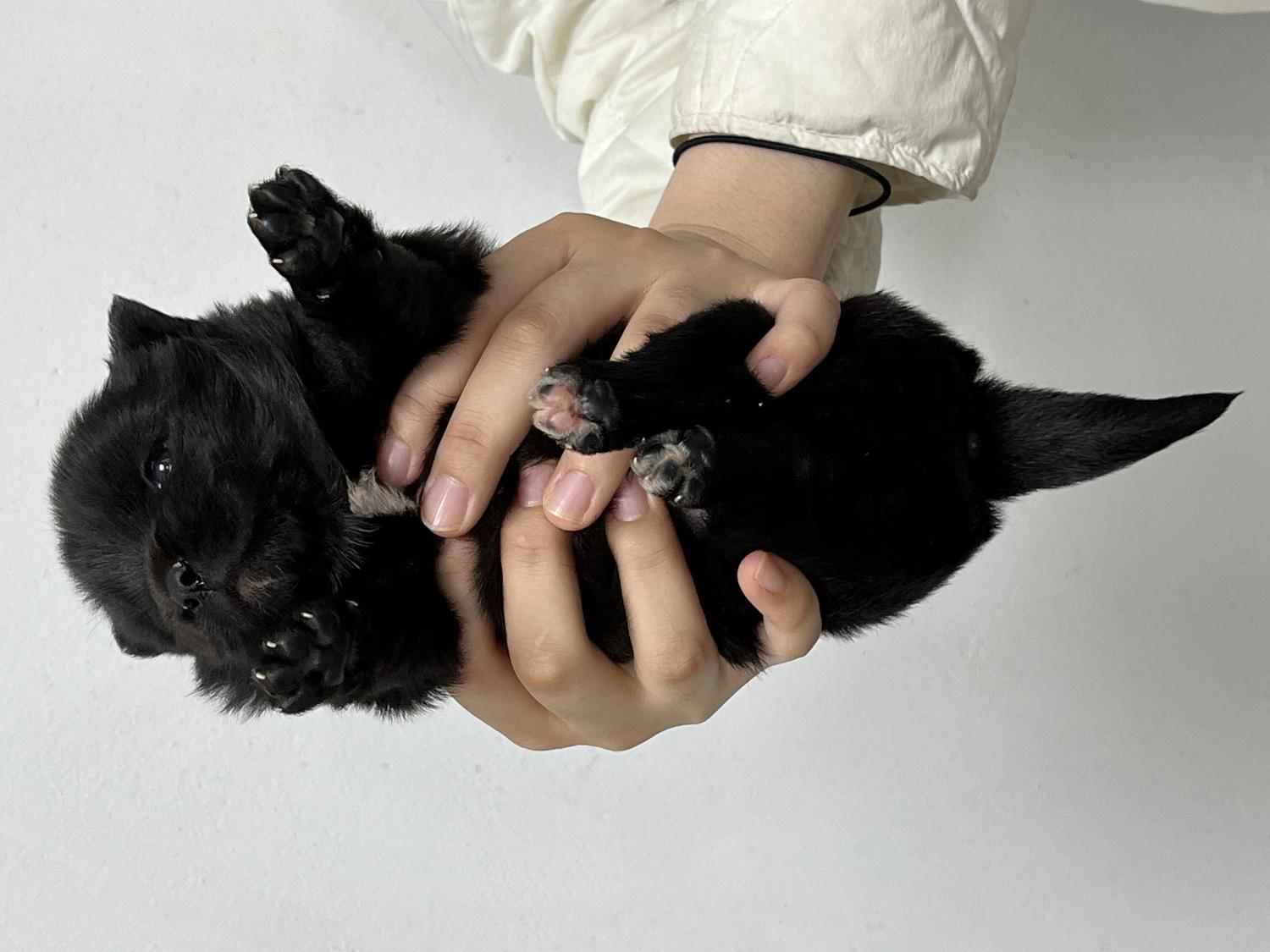 믹스견 이미지 파일 입니다.