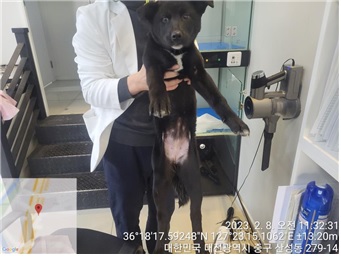믹스견 이미지 파일 입니다.