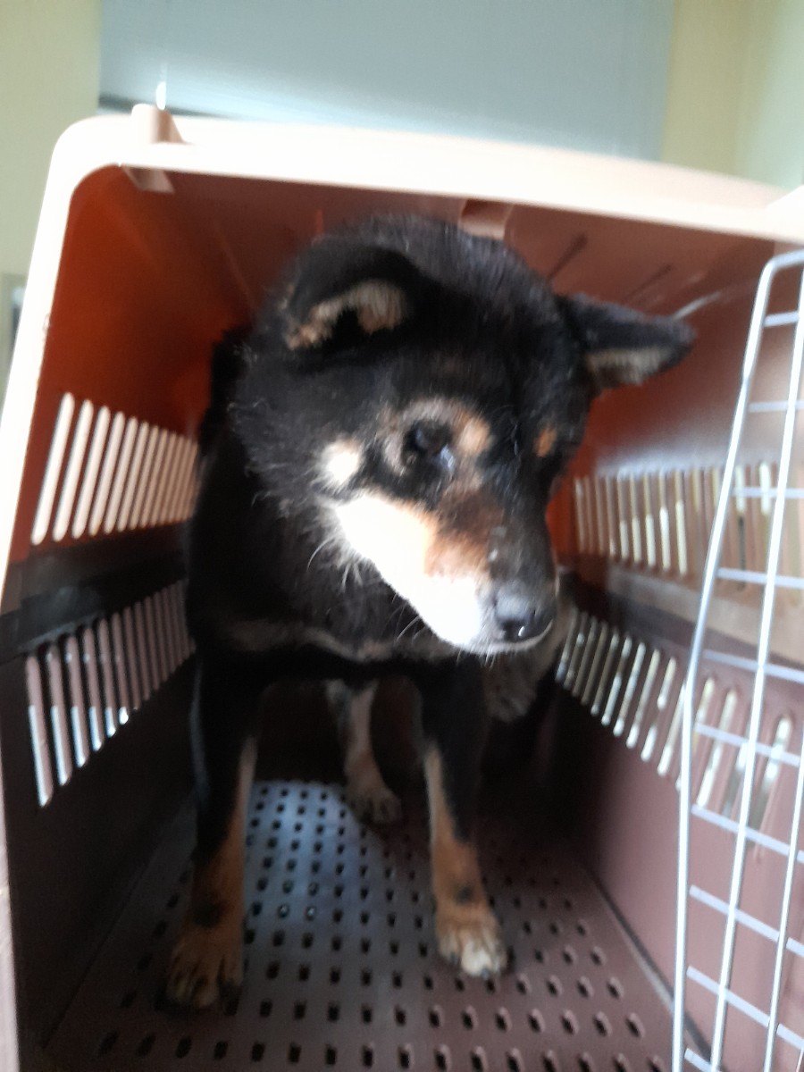 믹스견 이미지 파일 입니다.