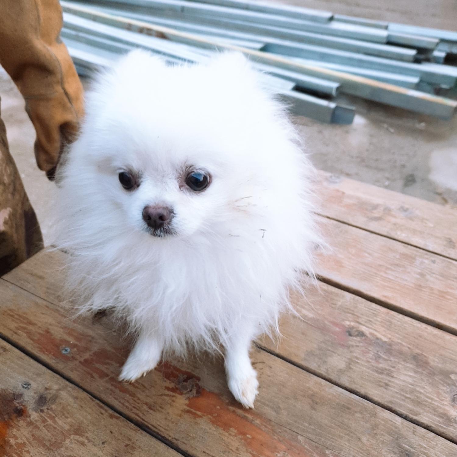 포메라니안 이미지 파일 입니다.