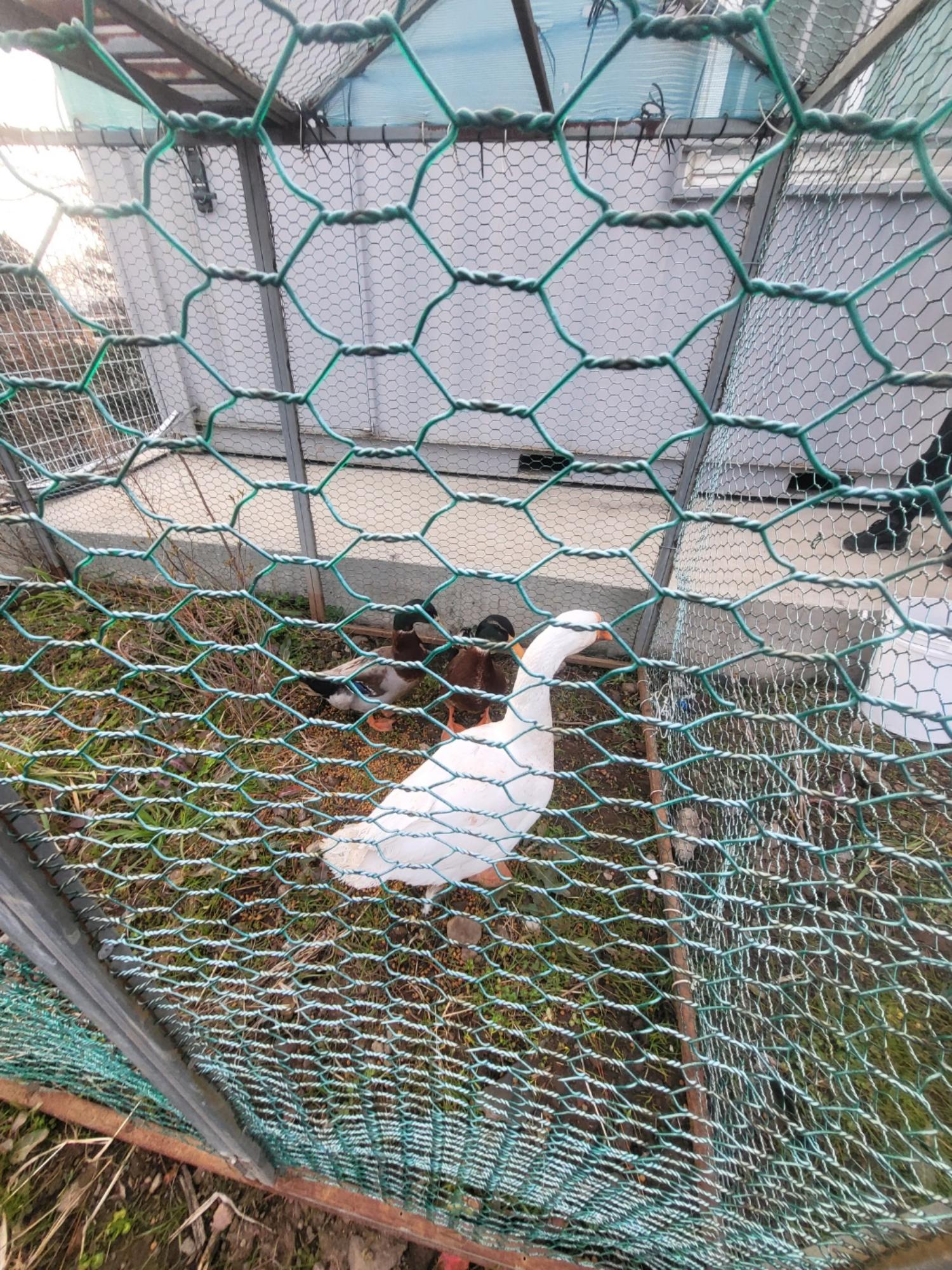 [기타축종] 거위 이미지 파일 입니다.