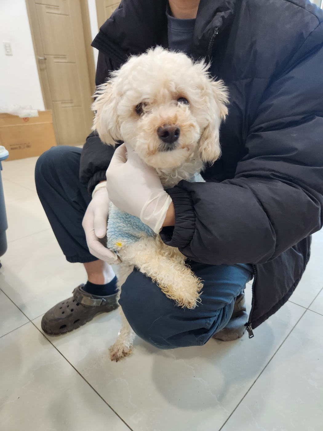 푸들 이미지 파일 입니다.