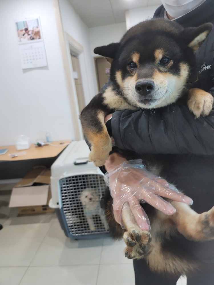 시바 이미지 파일 입니다.