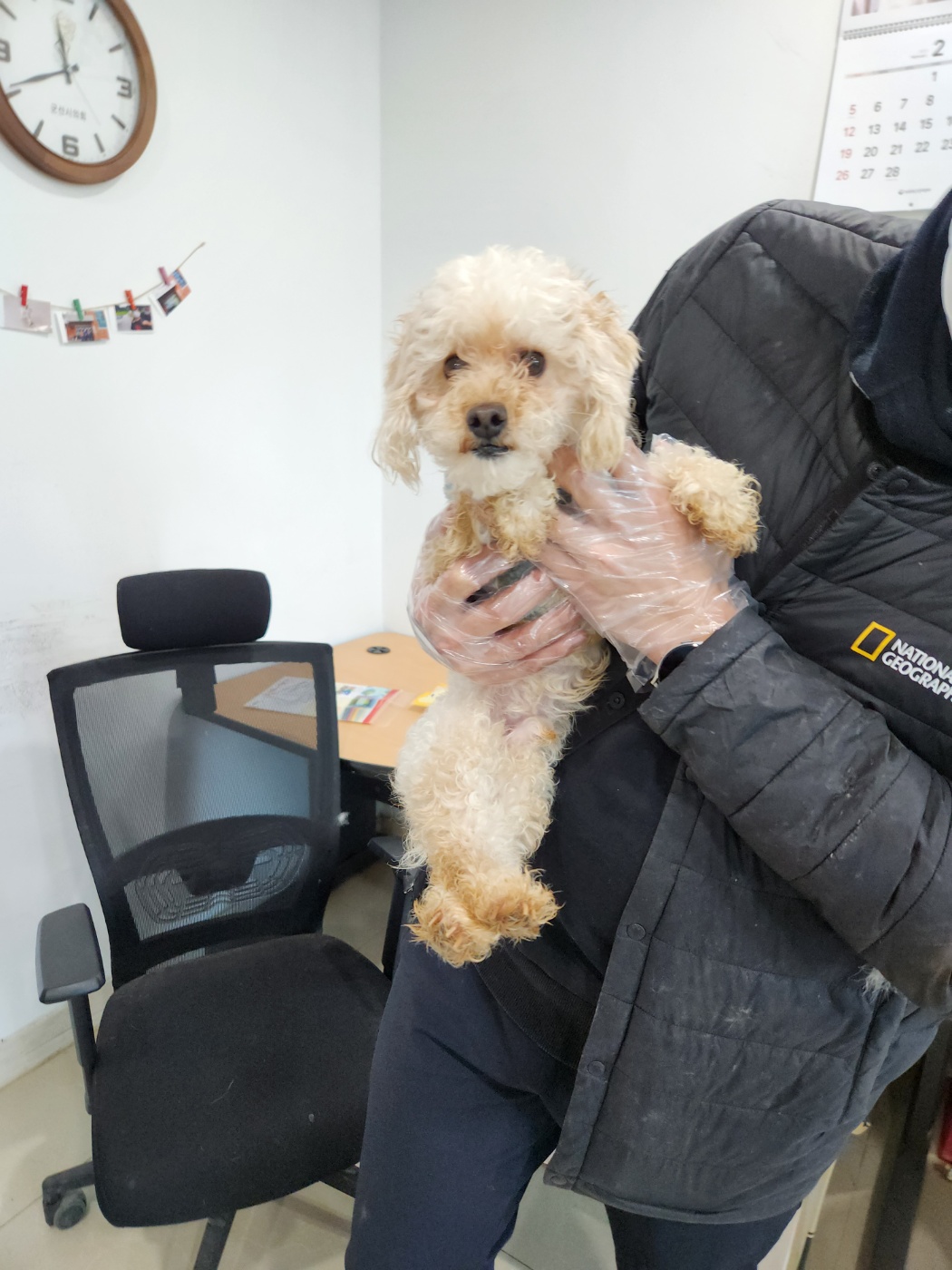푸들 이미지 파일 입니다.