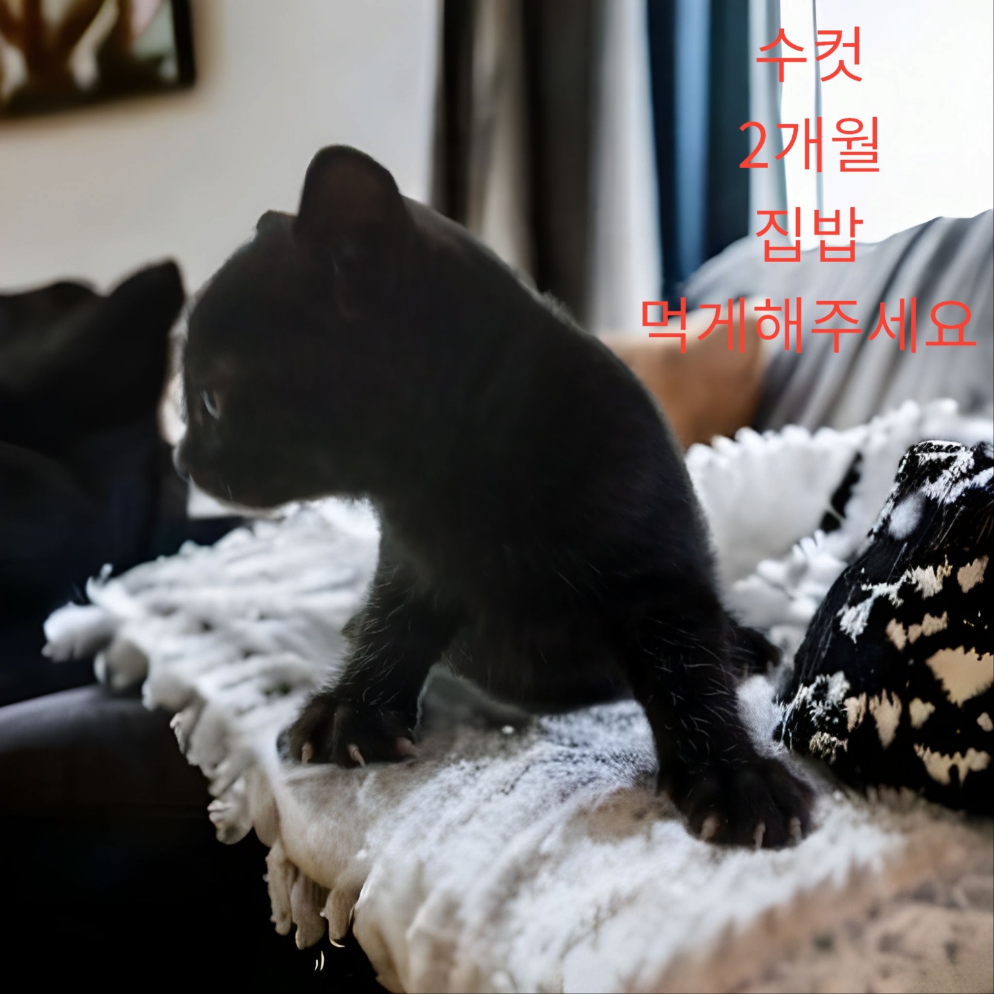 한국 고양이 이미지 파일 입니다.