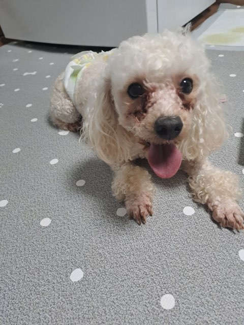 푸들 이미지 파일 입니다.
