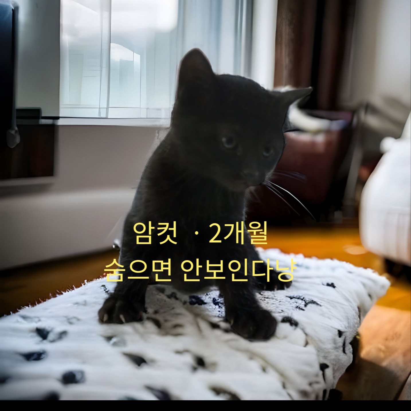 한국 고양이 이미지 파일 입니다.