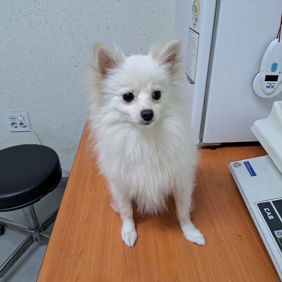 포메라니안 이미지 파일 입니다.