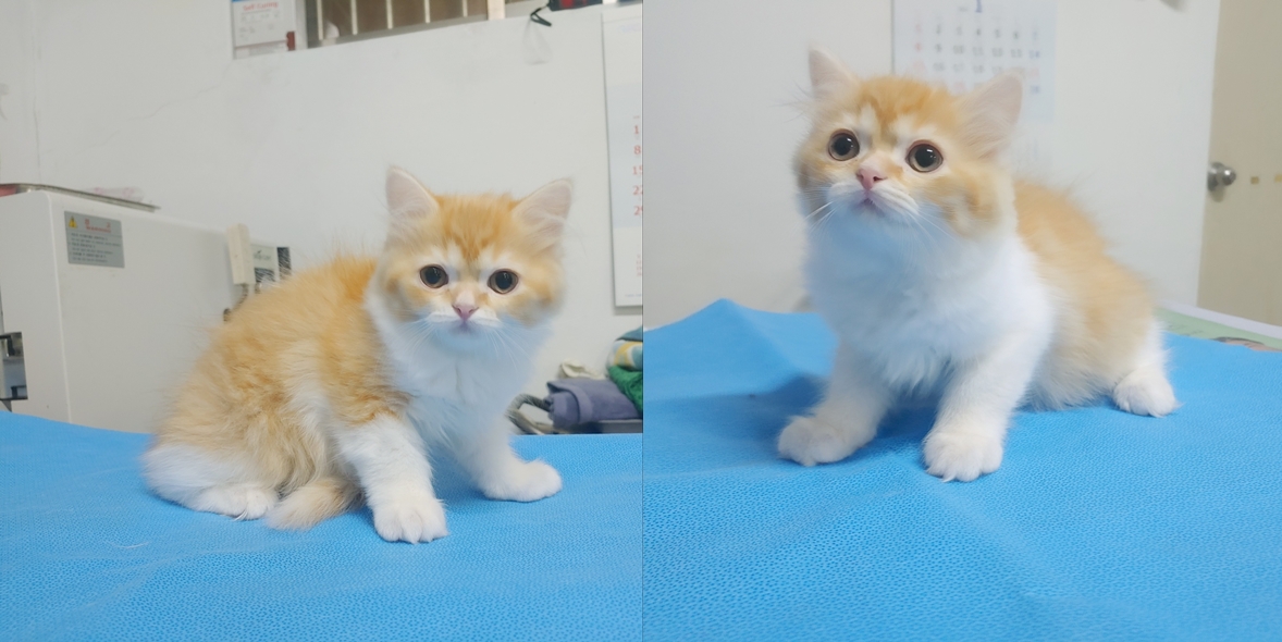 믹스묘 이미지 파일 입니다.