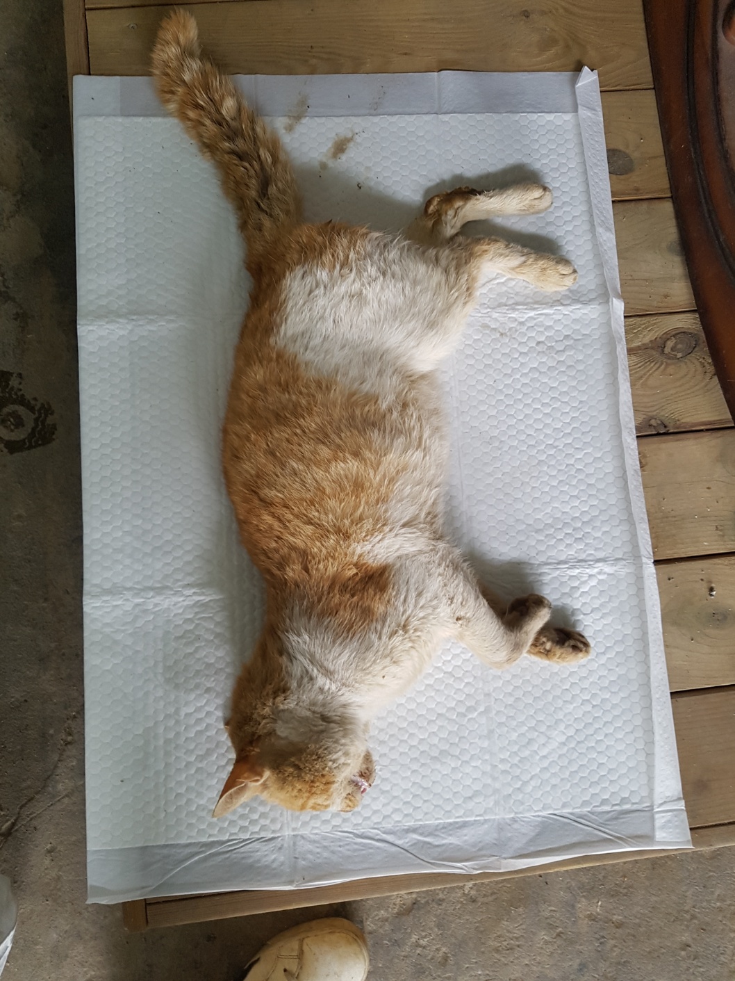 한국 고양이 이미지 파일 입니다.