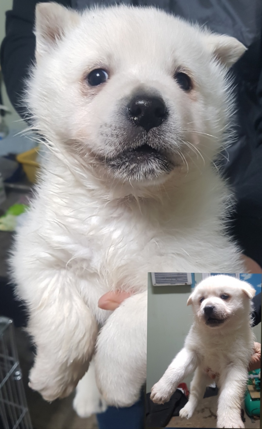 믹스견 이미지 파일 입니다.
