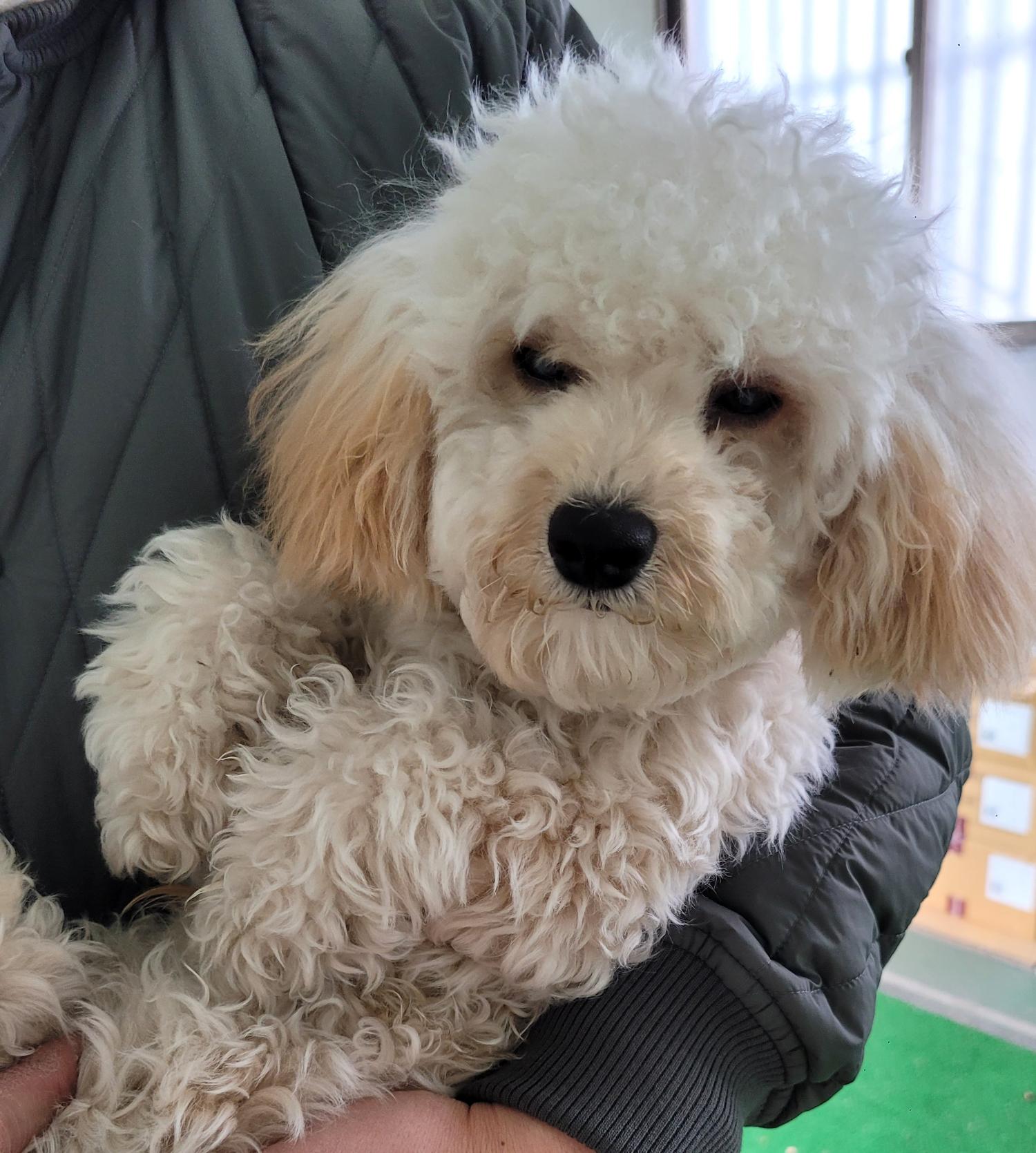 푸들 이미지 파일 입니다.